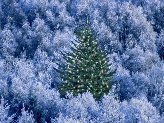 Christmas tree blue forest red #3 free wallpaper - medium preview image