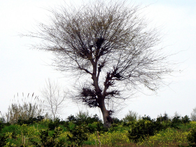 Bare tree field sky birds free wallpaper - medium preview image