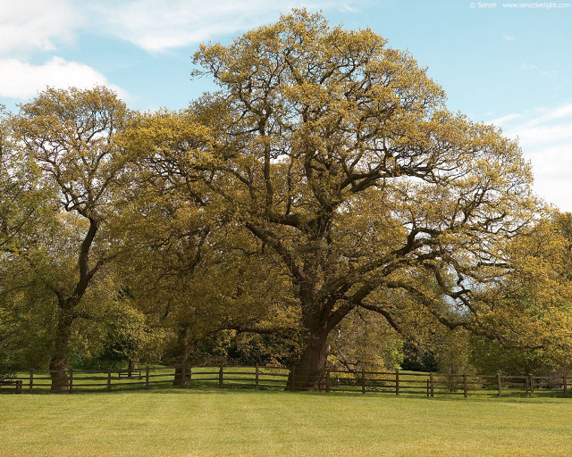 Large tree grassy field fence #2 free wallpaper - medium preview image