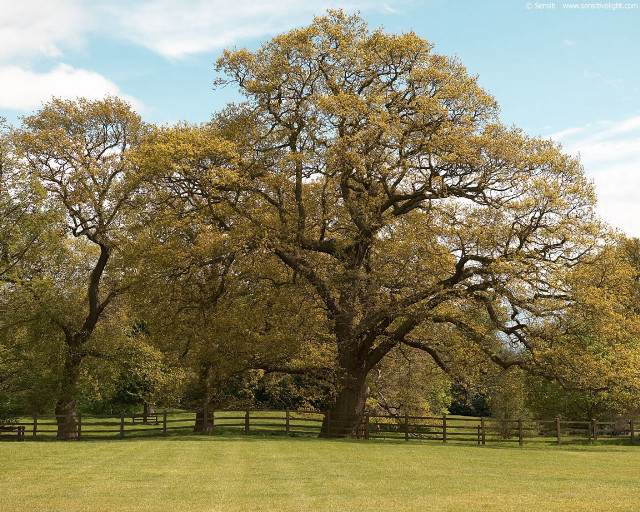 Large tree grassy field fence #3 free wallpaper - medium preview image