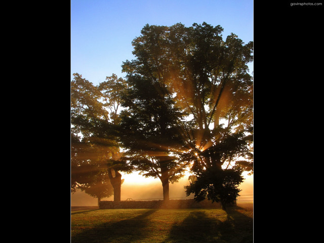Tree field sunlight grass nature #2 free wallpaper - medium preview image