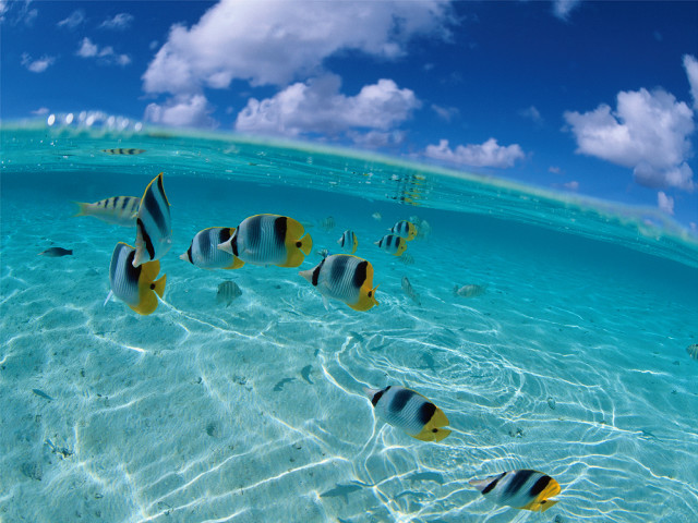 Fish swimming clear blue ocean #3 free wallpaper - medium preview image