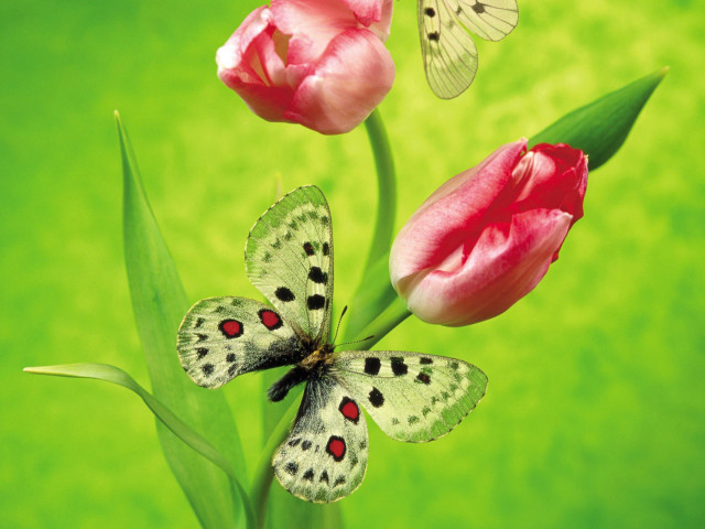 Butterfly flower green background blurry #2 free wallpaper - medium preview image