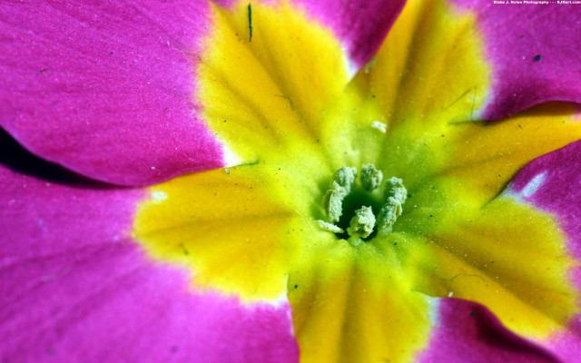Pink flower yellow stamens macro #2 free wallpaper - medium preview image