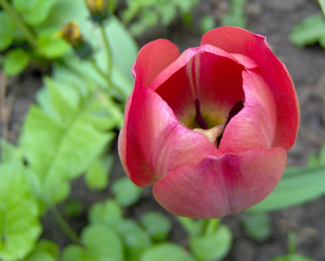 Red flower green background macro #5 free wallpaper - medium preview image