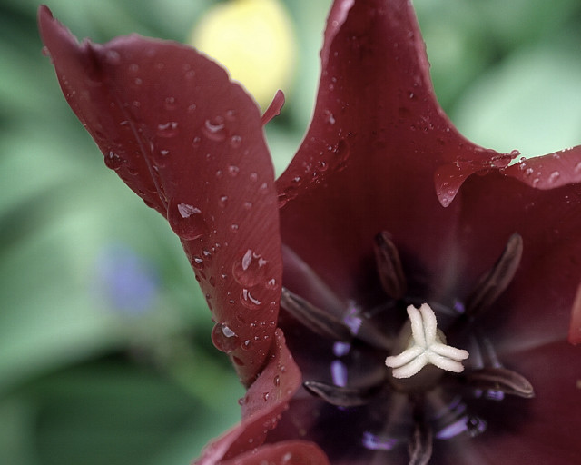 Red flower water droplets green #2 free wallpaper - medium preview image