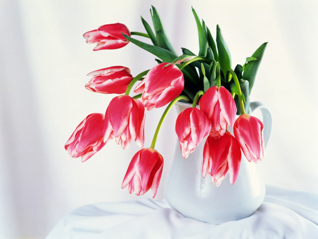 White vase red flowers closeup free wallpaper - medium preview image