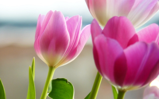 Flowers closeup blurry background water #2 free wallpaper - medium preview image