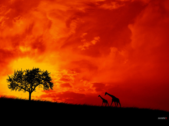 Giraffe tree field sunset red #3 free wallpaper - medium preview image