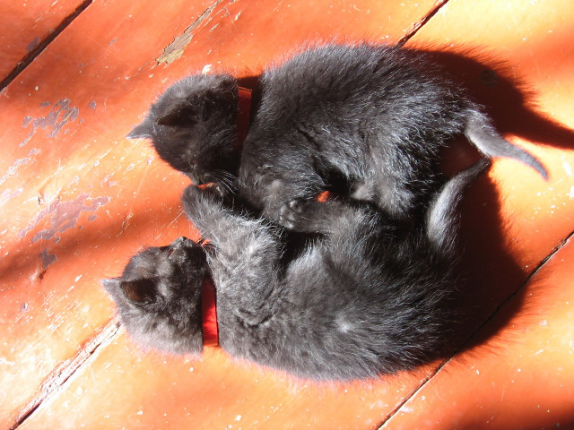 Kitten laying floor head paws #3 free wallpaper - medium preview image