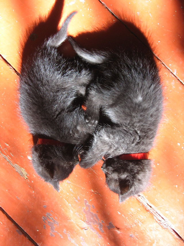 Kitten laying floor head paws #2 free wallpaper - medium preview image