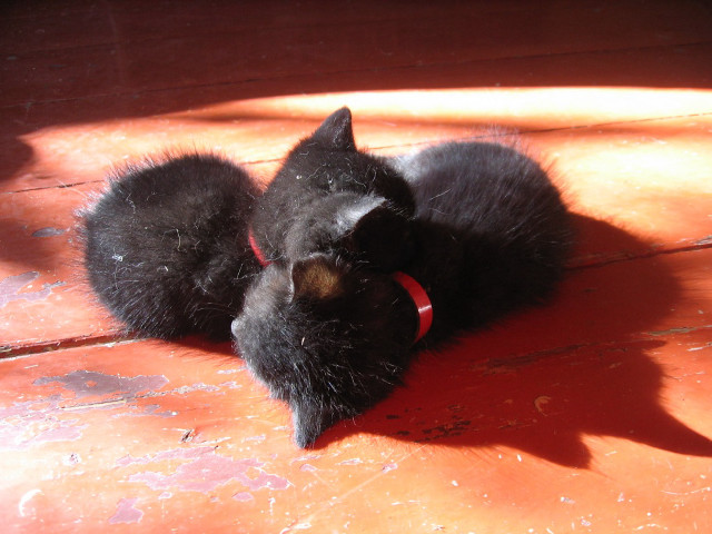 Black cat wooden floor red free wallpaper - medium preview image