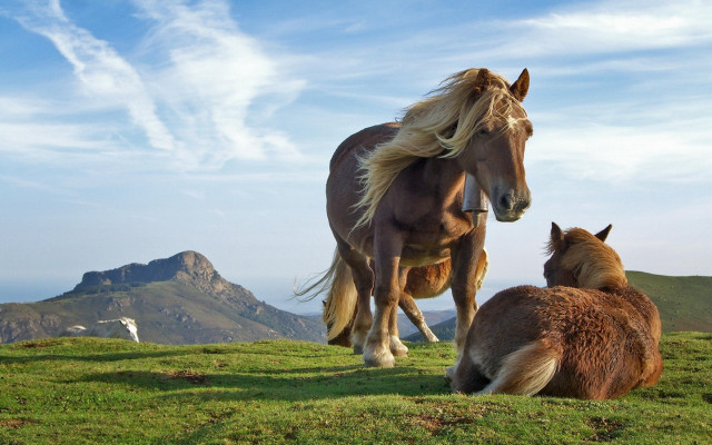 Horse foal grassy hill mountain #4 free wallpaper - medium preview image