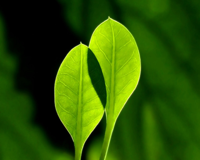 Green leaf black background foreground free wallpaper - medium preview image