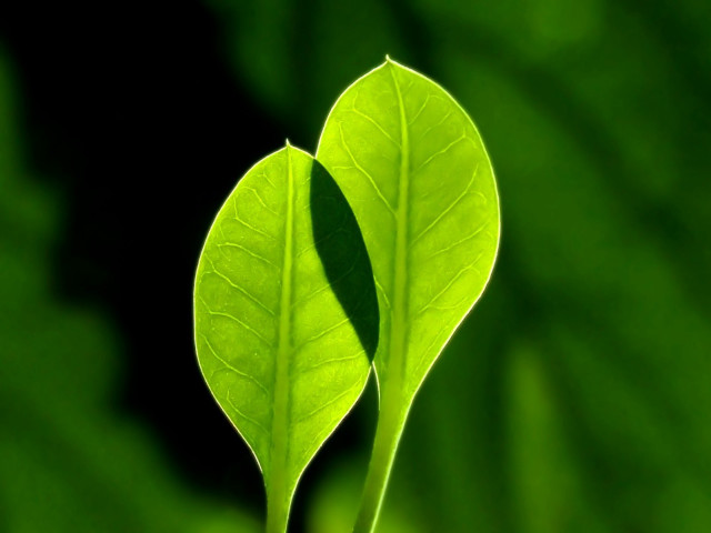 Green leaf black background macro #3 free wallpaper - medium preview image