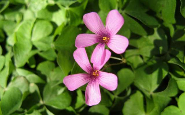 Pink flowers green leaves sunlight free wallpaper - medium preview image