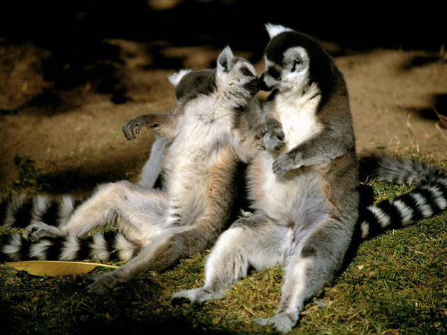 Lemurs playing together in the free wallpaper - medium preview image