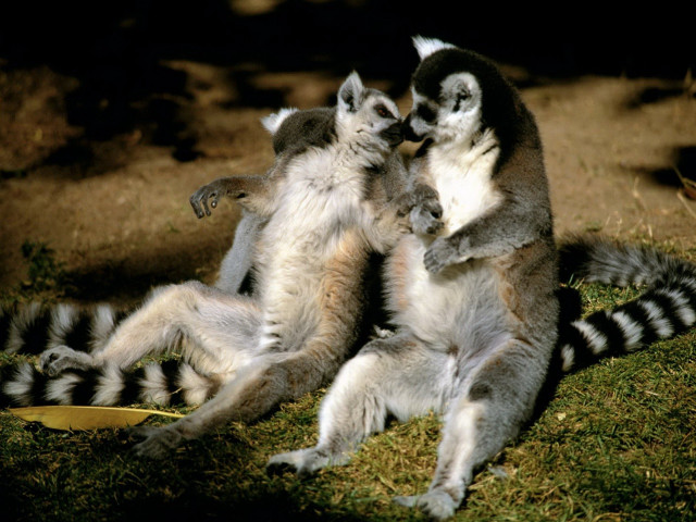 Lemurs playing together in the #2 free wallpaper - medium preview image