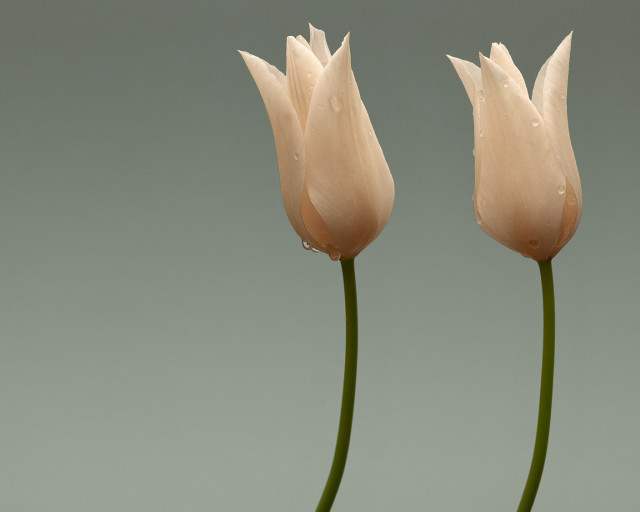 White flowers water droplets vase #2 free wallpaper - medium preview image