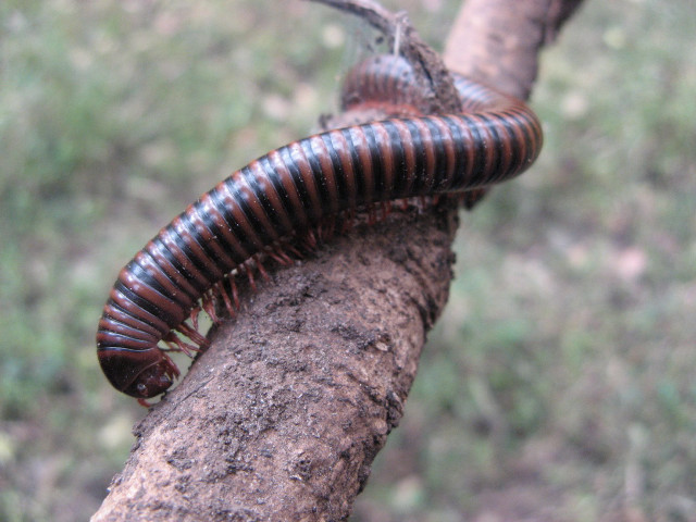 Brown black caterpillar tree branch #2 free wallpaper - medium preview image