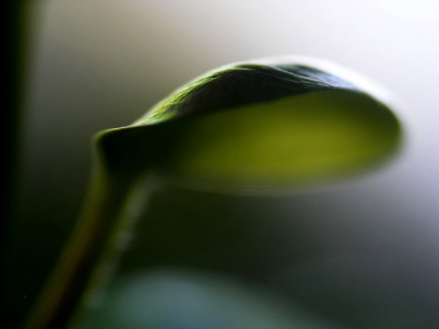 Green flower macro closeup shallow free wallpaper for desktop - medium preview image