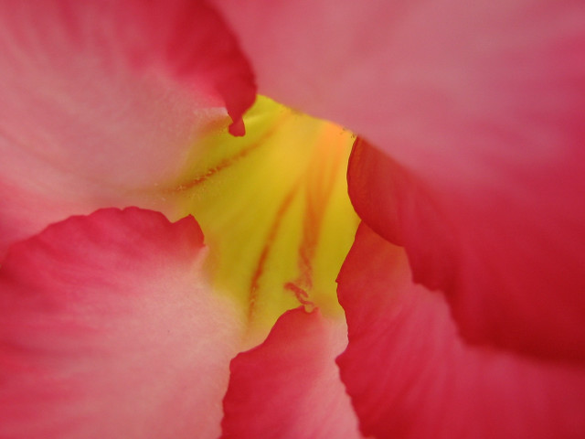 Pink flower yellow stamens macro #7 free wallpaper - medium preview image