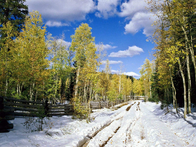 Snow covered road trees fence #2 free wallpaper - medium preview image