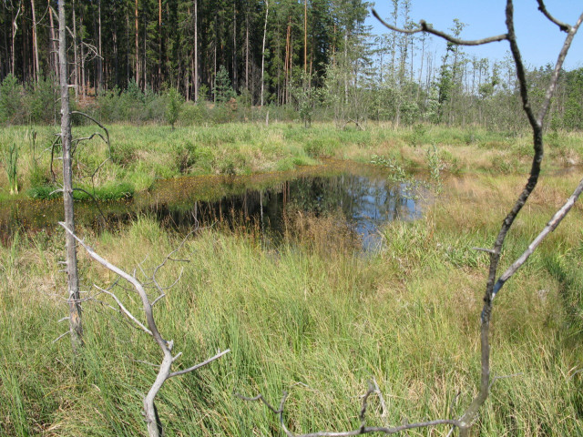 Swampy area small pond trees #3 free wallpaper - medium preview image