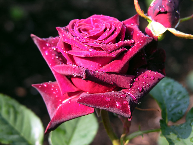 Red rose water droplets petals #10 free wallpaper - medium preview image
