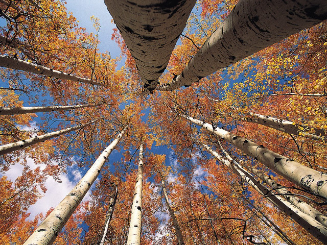 Forest autumn leaves tall trees #2 free wallpaper - medium preview image