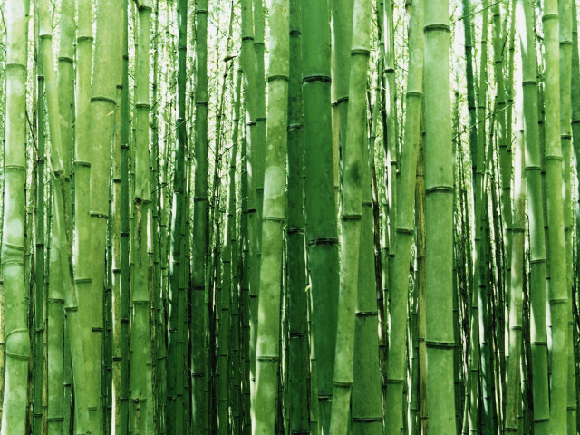 Green bamboo trees leaves nature #4 free wallpaper - medium preview image