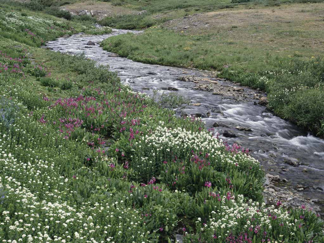 Stream lushfield wildflowers grass hillside free wallpaper - medium preview image