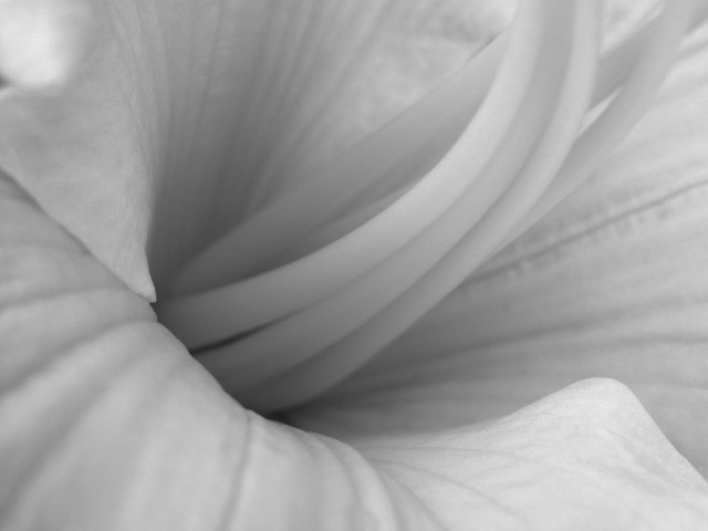 Close up white center thin free wallpaper - medium preview image
