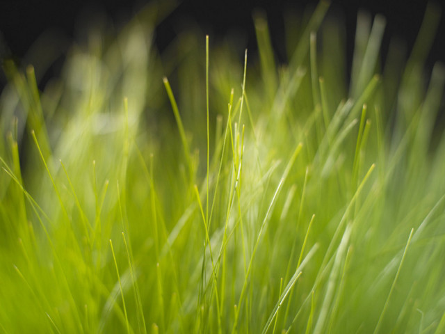 Close up green grass black #2 free wallpaper - medium preview image