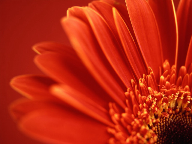 Bright orange flower red background free wallpaper - medium preview image