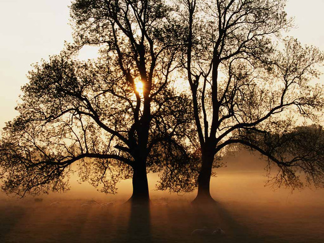 Trees field sun fog nature free wallpaper - medium preview image