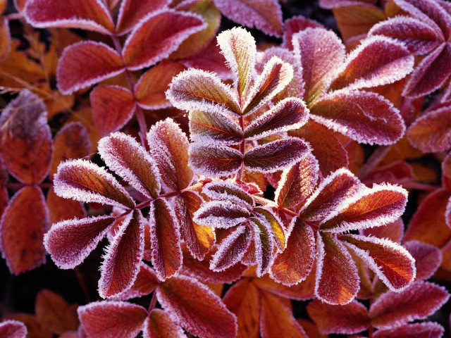 Frosted plant closeup leaves foreground free wallpaper - medium preview image