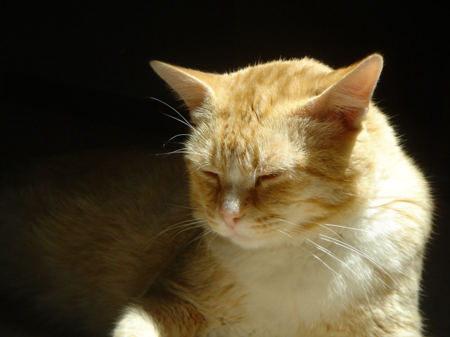 Cat sleeping black background closed free wallpaper for desktop - medium preview image