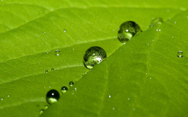 Green leaf water drops macro #59 free wallpaper - medium preview image