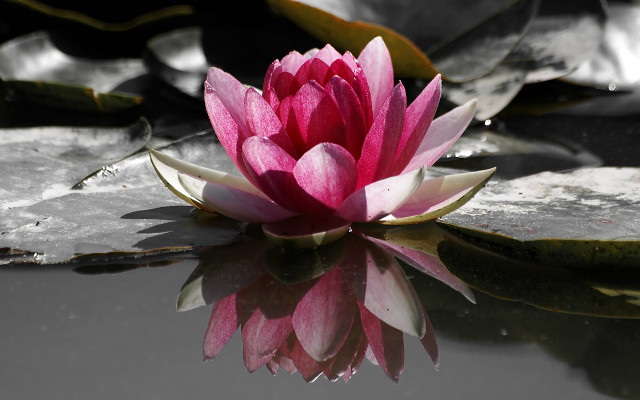 Pink flower floating pond lily #8 free wallpaper - medium preview image