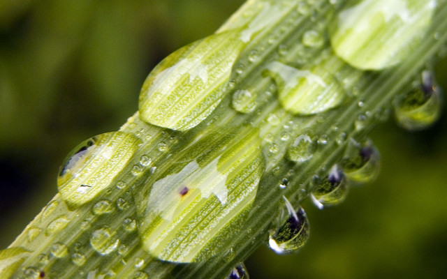 Green plant water droplets macro #20 free wallpaper - medium preview image