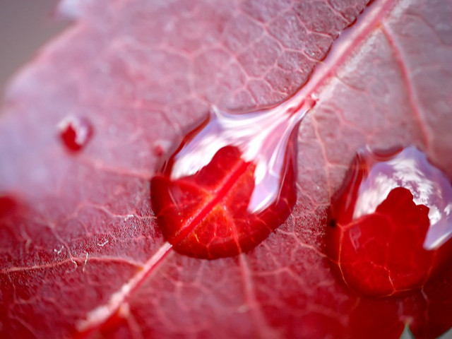 Red leaf water drops nature #3 free wallpaper - medium preview image
