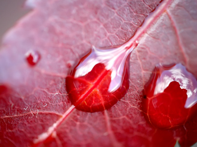 Red leaf water drops nature #4 free wallpaper - medium preview image