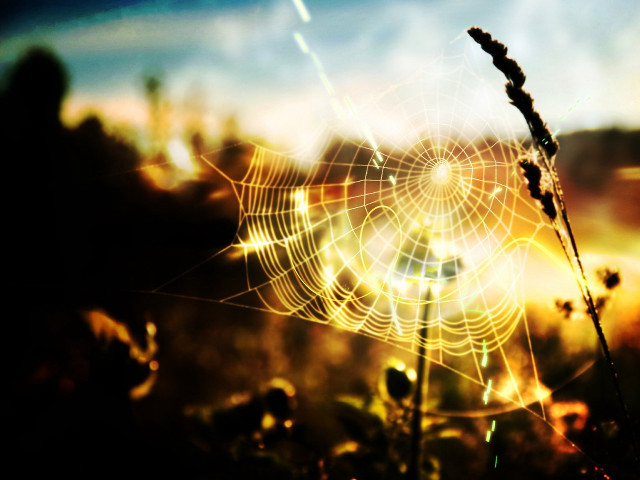 Spider web grass sunset blurry #2 free wallpaper - medium preview image