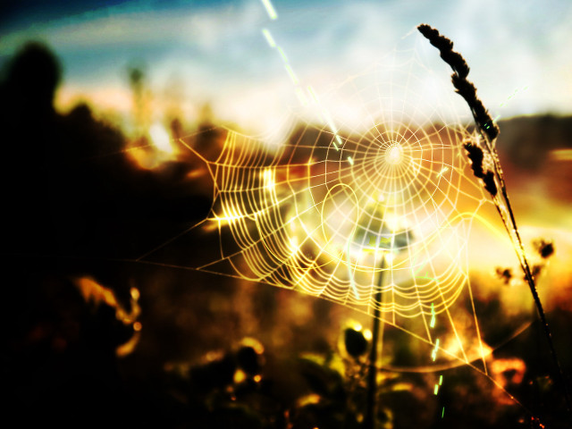 Spider web grass sunset blurry free wallpaper - medium preview image