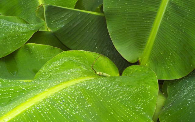 Green leaf water droplets bug #3 free wallpaper - medium preview image