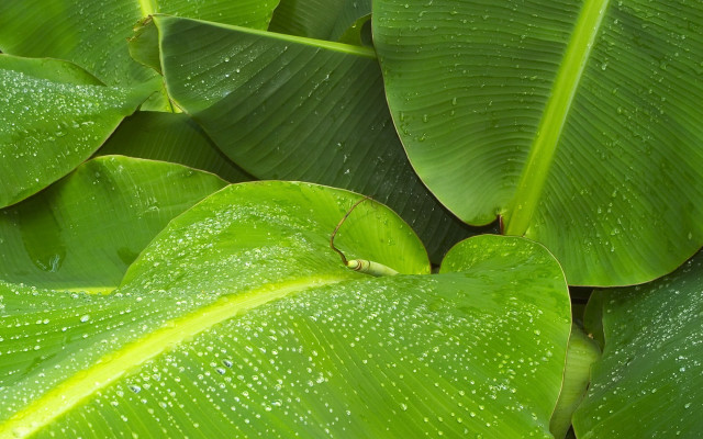 Green leaf water droplets bug free wallpaper - medium preview image