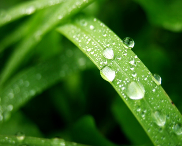 Close up green leaf water #9 free wallpaper - medium preview image