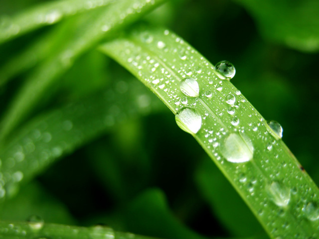 Close up green leaf water #10 free wallpaper - medium preview image