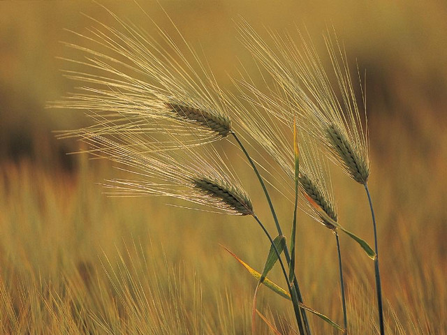 Tall grass field foreground background free wallpaper - medium preview image